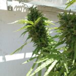 afghani kalimist
