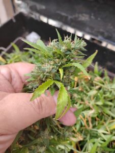 IMG 20251010 103710186 1157x1536