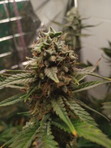 Silver thiosulfate treated bud