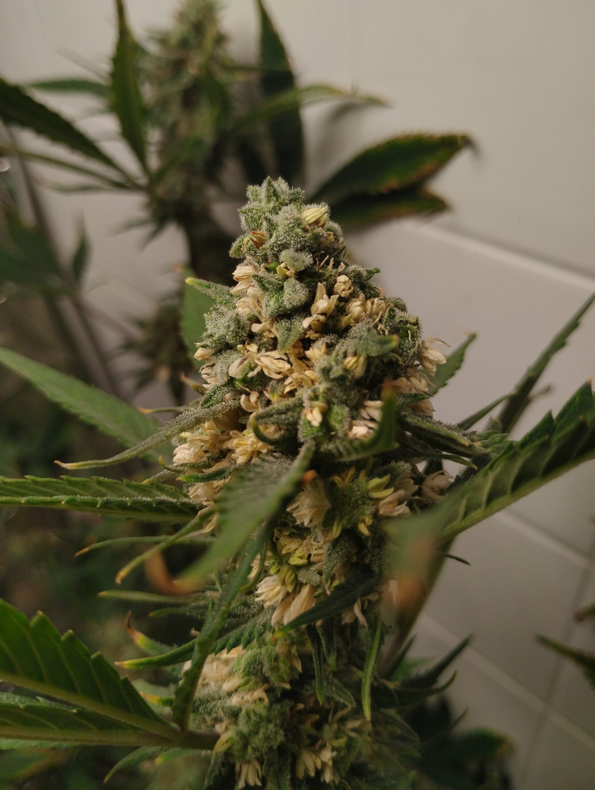 Update: Feminized pollen flip for Dos-si-Dos Auto Flower