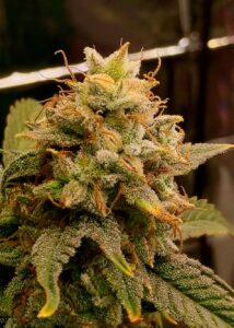 Cannabis Bud 1/2 way to seed maturity