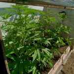 Your dirt matters when growing marijuana