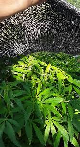 The great outdoors (greenhouses)