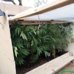 Beating the heat outdoors with an off-cycle grow